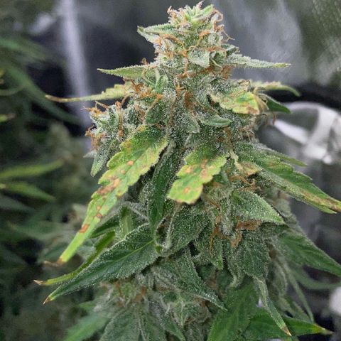 WSS Skunk growlog in Killicz