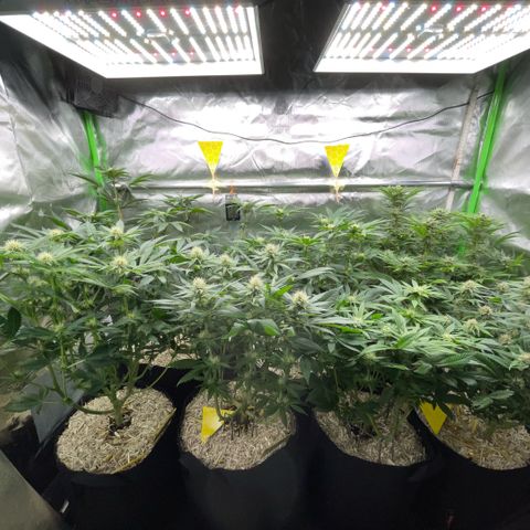 Cereal Milk #3 by KilliczGe growlog timeline photo