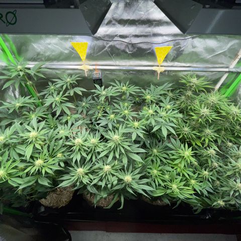 Cereal Milk #3 by KilliczGe growlog timeline photo