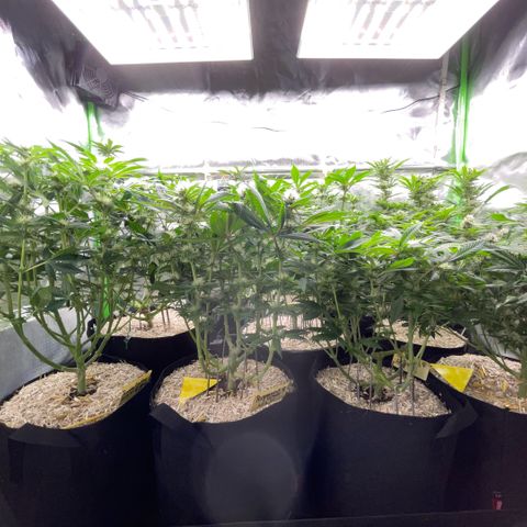 Cereal Milk #3 by KilliczGe growlog timeline photo