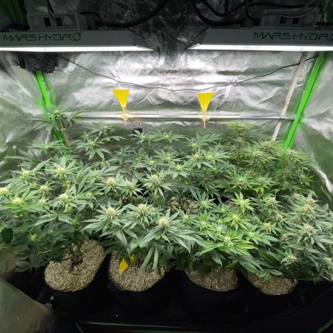 Cereal Milk #3 by KilliczGe growlog timeline photo