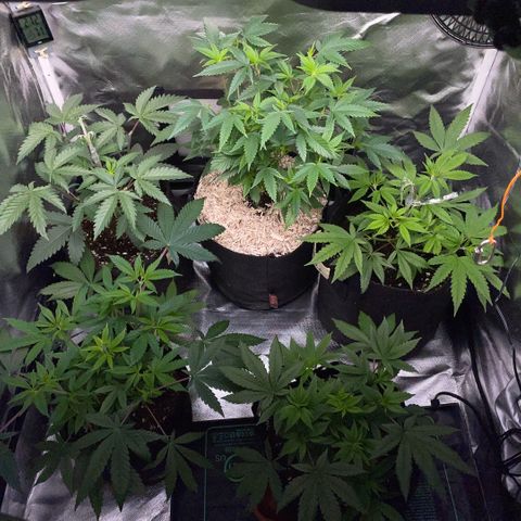 Dante’s Inferno - Mile High Dave by KilliczGe growlog timeline photo