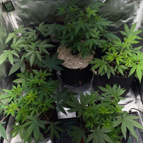 Dante’s Inferno - Mile High Dave by KilliczGe growlog timeline photo