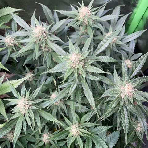 Purple Punch Automatic by KilliczGe growlog timeline photo