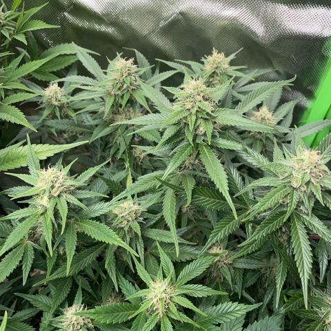 Purple Punch Automatic by KilliczGe growlog timeline photo