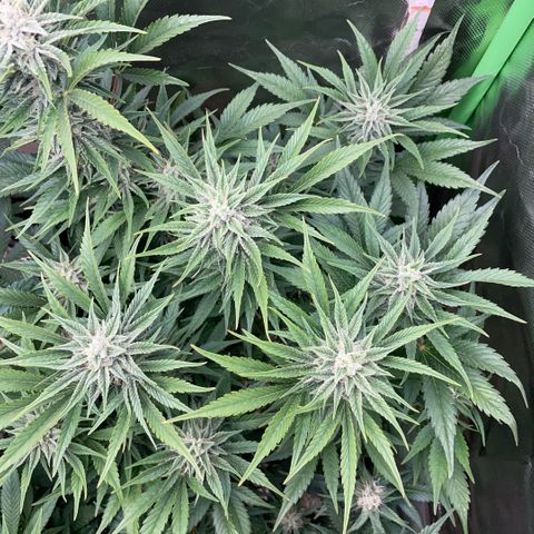 White Widow Automatic by KilliczGe growlog timeline photo