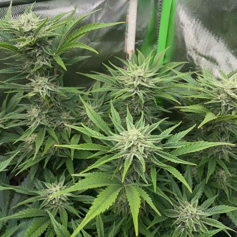 White Widow Automatic by KilliczGe growlog timeline photo