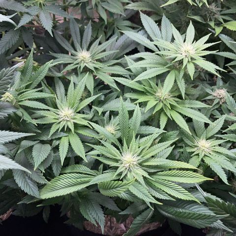 Big Bud by KilliczGe growlog timeline photo