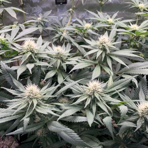 Permanent Marker by KilliczGe growlog timeline photo