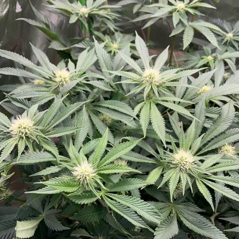 Purple Zkittlez #2 by KilliczGe growlog timeline photo