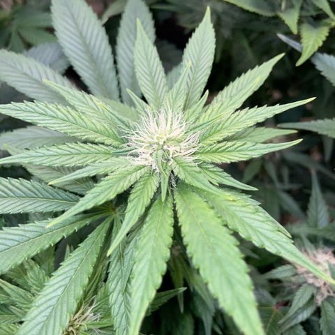 Big Bud by KilliczGe growlog timeline photo