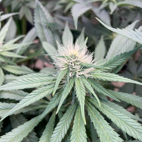 Permanent Marker by KilliczGe growlog timeline photo