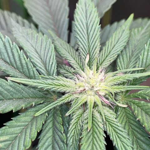 Cereal Milk #3 by KilliczGe growlog timeline photo