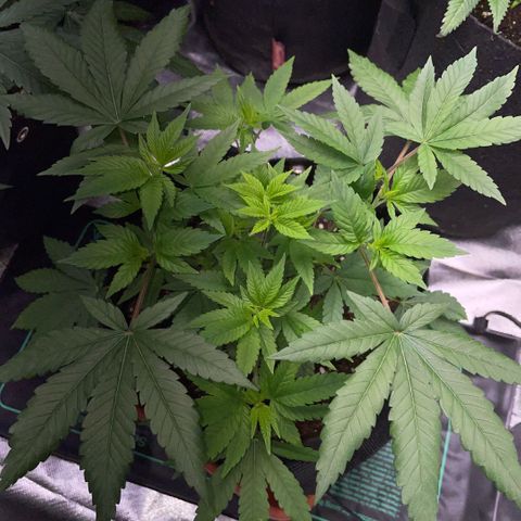 Big Bud 1 Klon 1 by KilliczGe growlog timeline photo