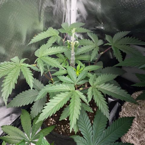 Dante’s Inferno - Mile High Dave by KilliczGe growlog timeline photo