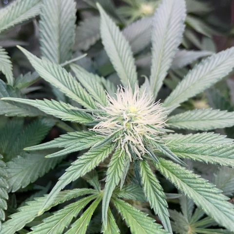 Purple Zkittlez #2 by KilliczGe growlog timeline photo