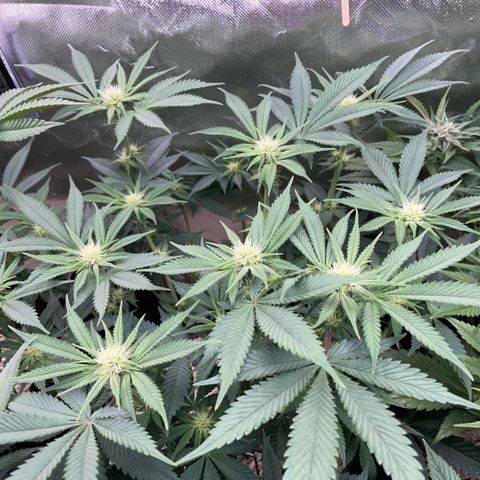 Purple Zkittlez #1 by KilliczGe growlog timeline photo