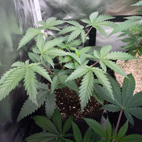 Dante’s Inferno - Mile High Dave by KilliczGe growlog timeline photo