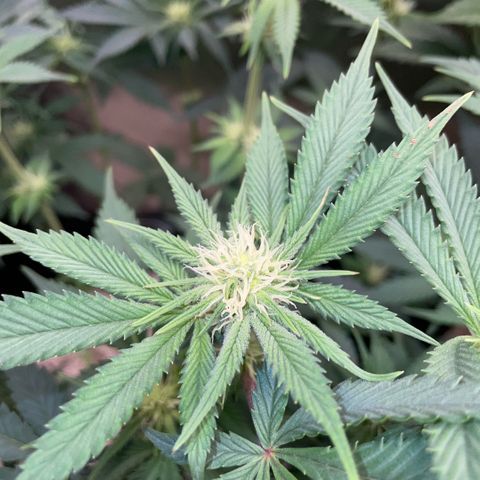 Purple Zkittlez #1 by KilliczGe growlog timeline photo