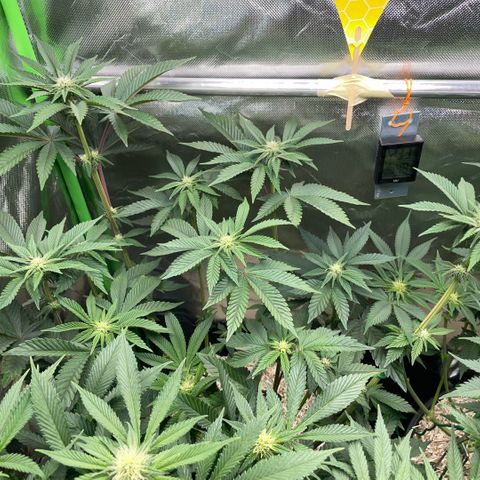 Cereal Milk #3 by KilliczGe growlog timeline photo