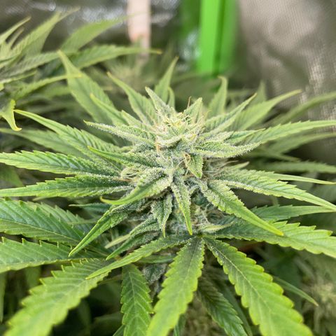 White Widow Automatic by KilliczGe growlog timeline photo