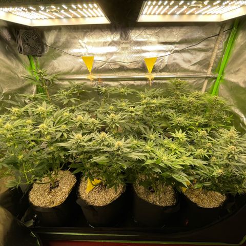 Cereal Milk #3 by KilliczGe growlog timeline photo