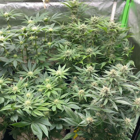 Cereal Milk #3 by KilliczGe growlog timeline photo