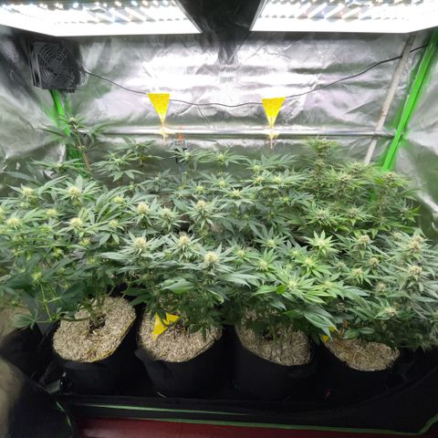 Cereal Milk #3 by KilliczGe growlog timeline photo