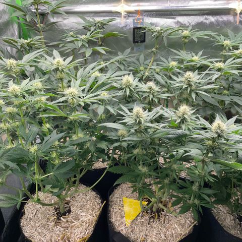 Cereal Milk #3 by KilliczGe growlog timeline photo