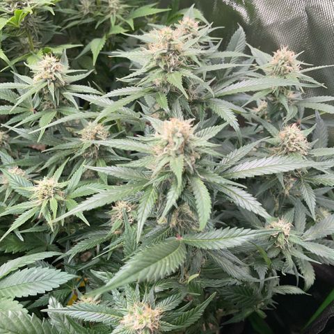 Purple Punch Automatic by KilliczGe growlog timeline photo