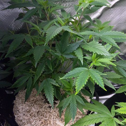 Tangerine Dream Clon #1 by KilliczGe growlog timeline photo