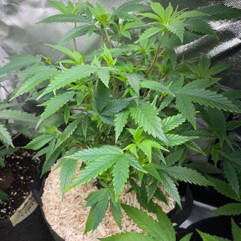 Tangerine Dream Clon #1 by KilliczGe growlog timeline photo
