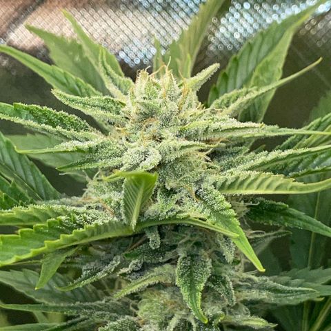 White Widow Automatic by KilliczGe growlog timeline photo