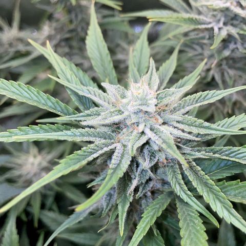 White Widow Automatic by KilliczGe growlog timeline photo