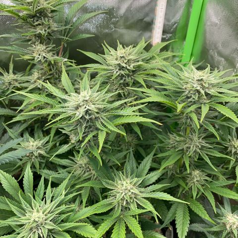 White Widow Automatic by KilliczGe growlog timeline photo