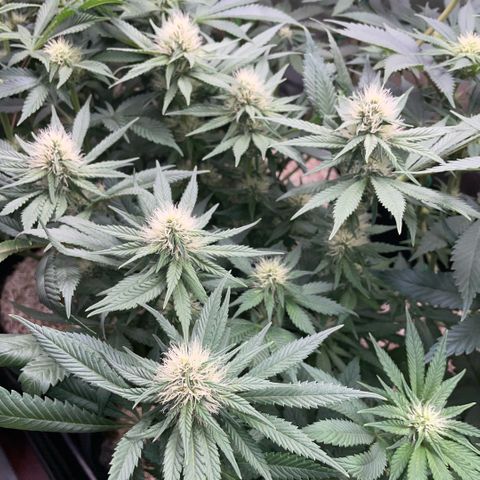 Permanent Marker by KilliczGe growlog timeline photo