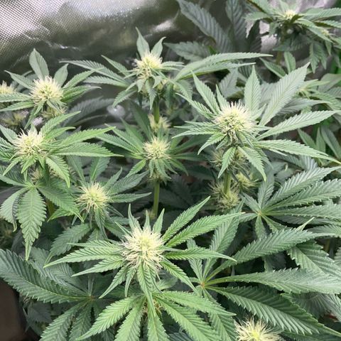 Purple Zkittlez #2 by KilliczGe growlog timeline photo