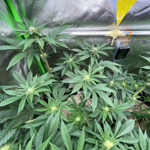 Cereal Milk #3 by KilliczGe growlog timeline photo