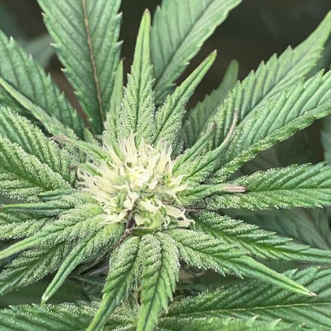 Cereal Milk #3 by KilliczGe growlog timeline photo