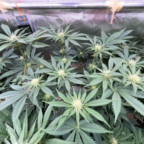 Purple Zkittlez #1 by KilliczGe growlog timeline photo