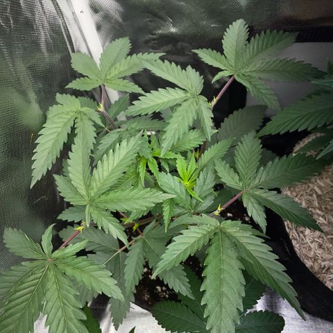 Dante’s Inferno - Mile High Dave by KilliczGe growlog timeline photo