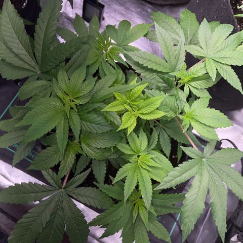 Big Bud 1 Klon 1 by KilliczGe growlog timeline photo