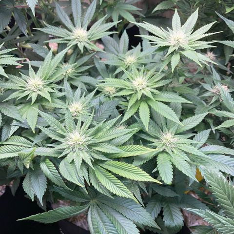 Big Bud by KilliczGe growlog timeline photo