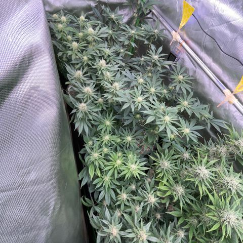 Cereal Milk #3 by KilliczGe growlog timeline photo