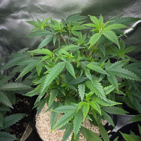 Tangerine Dream Clon #1 by KilliczGe growlog timeline photo