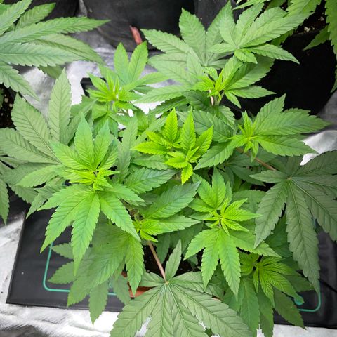 Big Bud 1 Klon 1 by KilliczGe growlog timeline photo