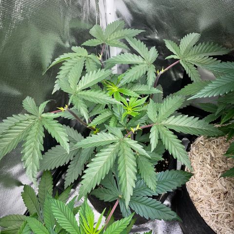 Dante’s Inferno - Mile High Dave by KilliczGe growlog timeline photo