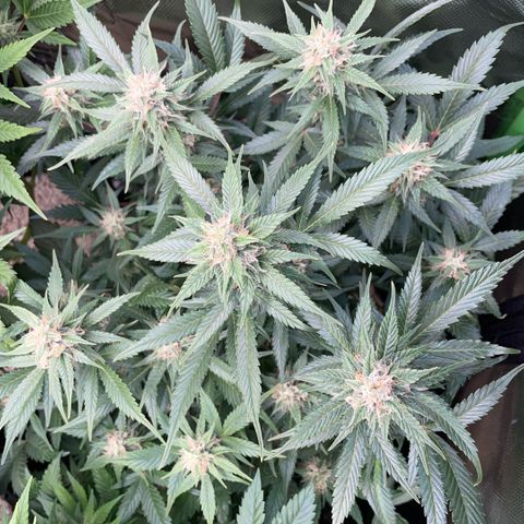 Purple Punch Automatic by KilliczGe growlog timeline photo