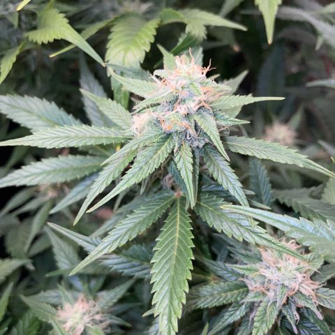 Purple Punch Automatic by KilliczGe growlog timeline photo