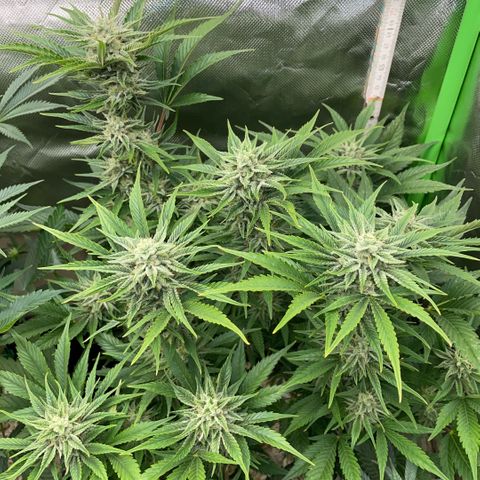 White Widow Automatic by KilliczGe growlog timeline photo